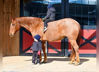 Quarter horse américain, Hongre, 8 Ans, 152 cm, Rouan Rouge