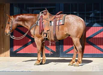 Quarter horse américain, Hongre, 8 Ans, 152 cm, Rouan Rouge