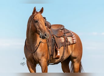 Quarter horse américain, Hongre, 8 Ans, 152 cm, Rouan Rouge