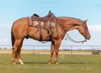 Quarter horse américain, Hongre, 8 Ans, 152 cm, Rouan Rouge