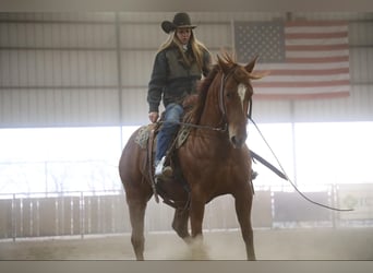 Quarter horse américain, Hongre, 8 Ans, 152 cm, Rouan Rouge