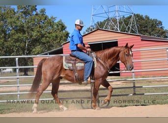 Quarter horse américain, Hongre, 8 Ans, 152 cm, Rouan Rouge