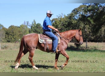 Quarter horse américain, Hongre, 8 Ans, 152 cm, Rouan Rouge