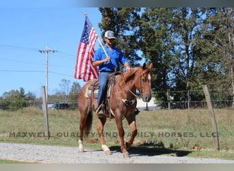 Quarter horse américain, Hongre, 8 Ans, 152 cm, Rouan Rouge