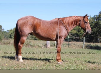 Quarter horse américain, Hongre, 8 Ans, 152 cm, Rouan Rouge