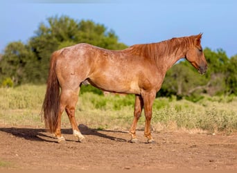 Quarter horse américain, Hongre, 8 Ans, 152 cm, Rouan Rouge