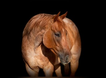 Quarter horse américain, Hongre, 8 Ans, 152 cm, Rouan Rouge
