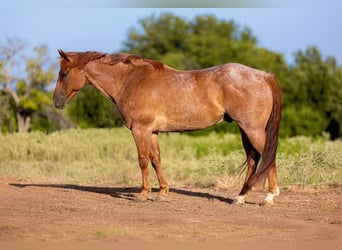 Quarter horse américain, Hongre, 8 Ans, 152 cm, Rouan Rouge