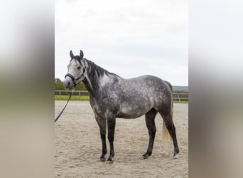 Quarter horse américain, Hongre, 8 Ans, 153 cm, Gris