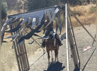 Quarter horse américain, Hongre, 8 Ans, 155 cm, Alezan brûlé