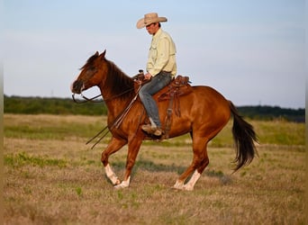 Quarter horse américain, Hongre, 8 Ans, 155 cm, Alezan cuivré