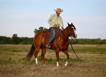 Quarter horse américain, Hongre, 8 Ans, 155 cm, Alezan cuivré