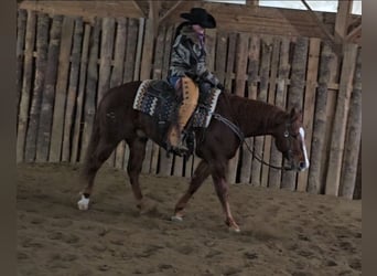 Quarter horse américain, Hongre, 8 Ans, 155 cm, Alezan cuivré