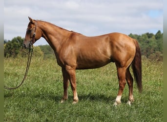 Quarter horse américain, Hongre, 8 Ans, 155 cm, Alezan dun