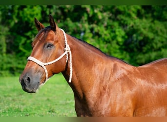 Quarter horse américain, Hongre, 8 Ans, 155 cm, Bai cerise