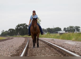 Quarter horse américain, Hongre, 8 Ans, 155 cm, Bai cerise