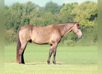 Quarter horse américain, Hongre, 8 Ans, 155 cm, Buckskin