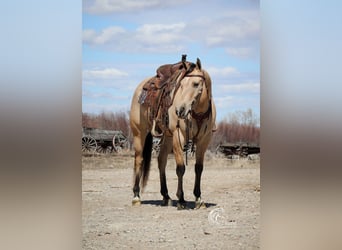 Quarter horse américain, Hongre, 8 Ans, 155 cm, Buckskin