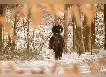 Quarter horse américain, Hongre, 8 Ans, 155 cm, Noir