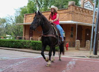 Quarter horse américain, Hongre, 8 Ans, 155 cm, Noir