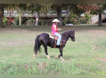 Quarter horse américain, Hongre, 8 Ans, 155 cm, Noir