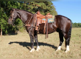 Quarter horse américain, Hongre, 8 Ans, 155 cm, Noir