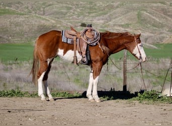 Quarter horse américain, Hongre, 8 Ans, 155 cm, Overo-toutes couleurs