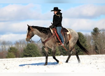 Quarter horse américain, Hongre, 8 Ans, 155 cm, Roan-Bay
