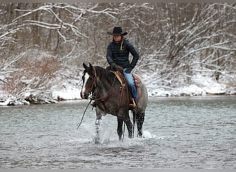 Quarter horse américain, Hongre, 8 Ans, 155 cm, Roan-Bay