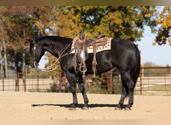Quarter horse américain, Hongre, 8 Ans, 155 cm, Rouan Bleu
