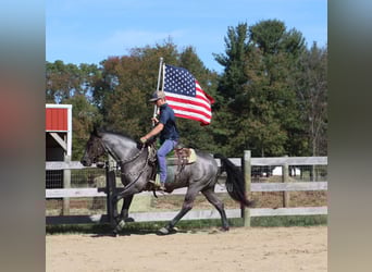 Quarter horse américain, Hongre, 8 Ans, 155 cm, Rouan Bleu