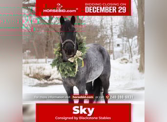 Quarter horse américain, Hongre, 8 Ans, 155 cm, Rouan Bleu