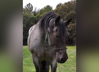 Quarter horse américain, Hongre, 8 Ans, 155 cm, Rouan Bleu
