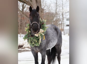 Quarter horse américain, Hongre, 8 Ans, 155 cm, Rouan Bleu
