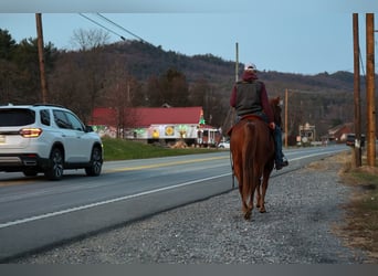 Quarter horse américain, Hongre, 8 Ans, 155 cm, Rouan Rouge