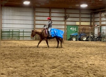 Quarter horse américain, Hongre, 8 Ans, 155 cm, Rouan Rouge