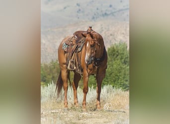 Quarter horse américain, Hongre, 8 Ans, 155 cm, Rouan Rouge