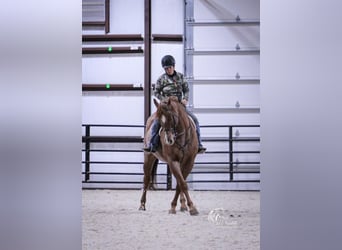 Quarter horse américain, Hongre, 8 Ans, 155 cm, Rouan Rouge
