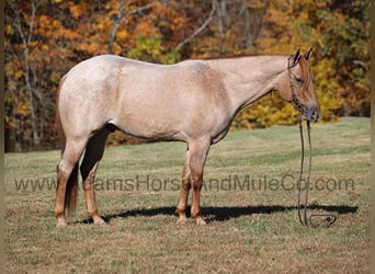 Quarter horse américain, Hongre, 8 Ans, 155 cm, Rouan Rouge