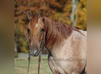 Quarter horse américain, Hongre, 8 Ans, 155 cm, Rouan Rouge