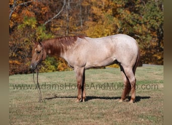 Quarter horse américain, Hongre, 8 Ans, 155 cm, Rouan Rouge