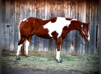 Quarter horse américain, Hongre, 8 Ans, 155 cm, Tobiano-toutes couleurs