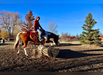 Quarter horse américain, Hongre, 8 Ans, 155 cm, Tobiano-toutes couleurs