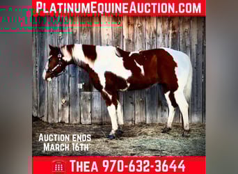 Quarter horse américain, Hongre, 8 Ans, 155 cm, Tobiano-toutes couleurs