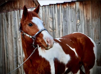Quarter horse américain, Hongre, 8 Ans, 155 cm, Tobiano-toutes couleurs