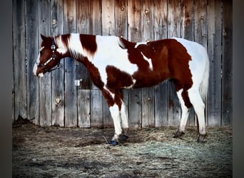 Quarter horse américain, Hongre, 8 Ans, 155 cm, Tobiano-toutes couleurs