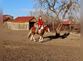 Quarter horse américain, Hongre, 8 Ans, 155 cm, Tobiano-toutes couleurs