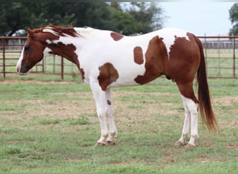 Quarter horse américain, Hongre, 8 Ans, 155 cm, Tobiano-toutes couleurs