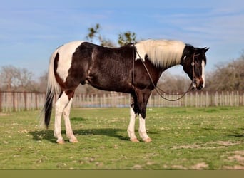 Quarter horse américain, Hongre, 8 Ans, 155 cm, Tobiano-toutes couleurs