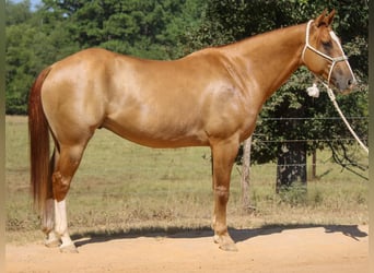 Quarter horse américain, Hongre, 8 Ans, 157 cm, Alezan dun